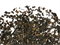 Niktea Georgian Black Tea №36 - Ajarian Tea / Грузинский №36 - Аджарский Чай черный, 250 гр. TNIKTE-GP0008 - фото 9210